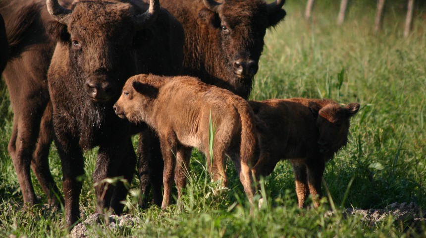 Eiropas bizoni Latvijā: kur tos redzēt