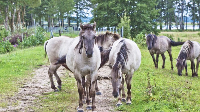 Wildpferde in Lettland: ein einzigartiges Erlebnis